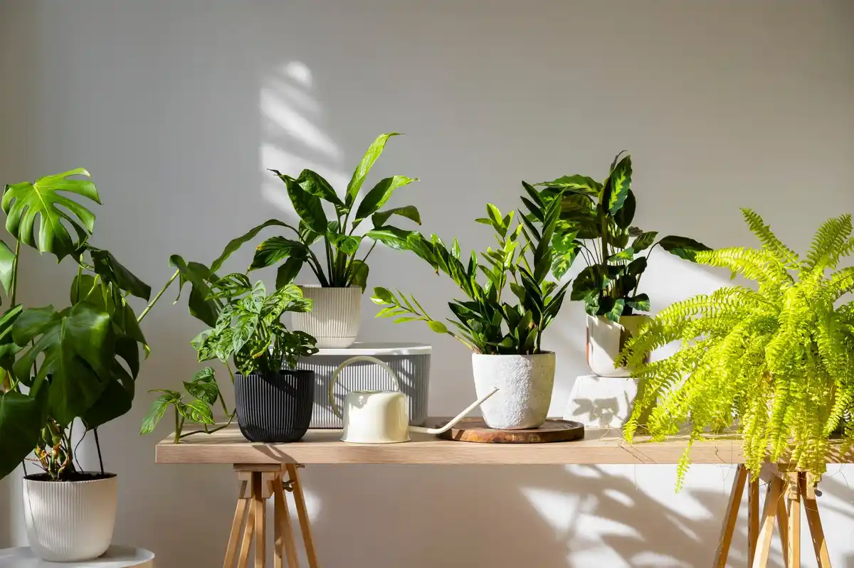 Cozy home interior with plants and soft lighting